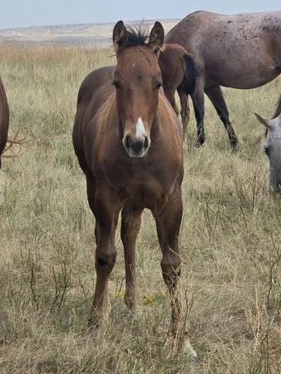 Top Gun Rooster JW<BR>AQHA PENDING